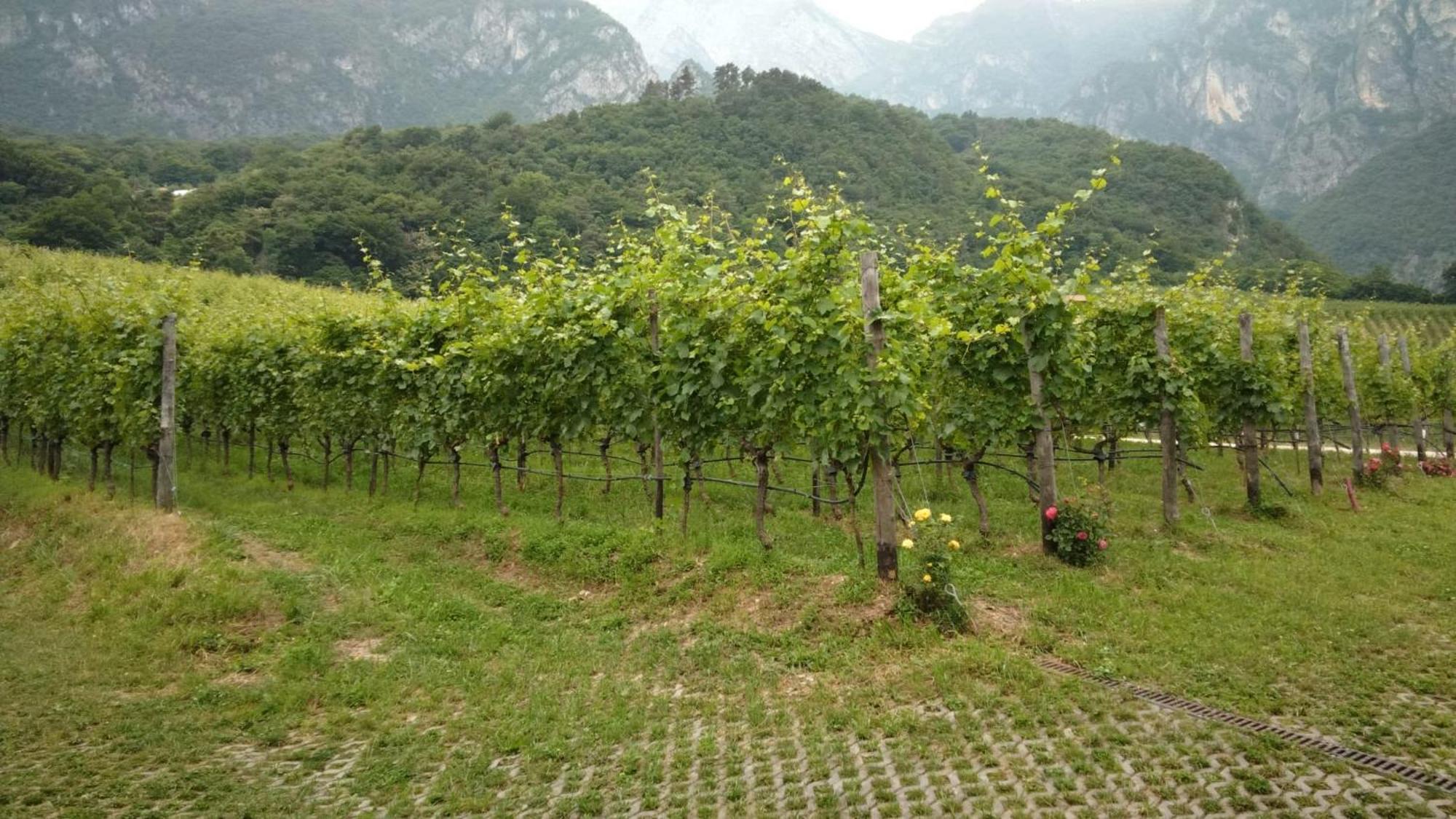 Agriturismo Margone Trente Extérieur photo